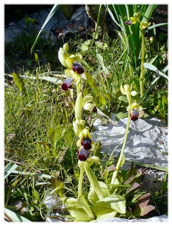 Orchis collina .......ed altro....